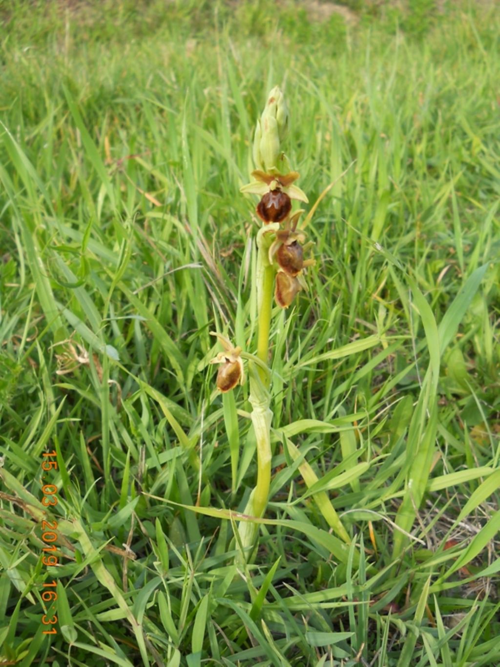 Ophrys maritima